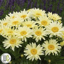 'LEUCANTHEMUM 'BANANA CREAM'®'